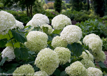 Hydrangea Size Chart