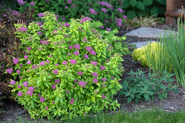 5 Top-Rated Shrubs for Easy Maintenance Landscapes ...