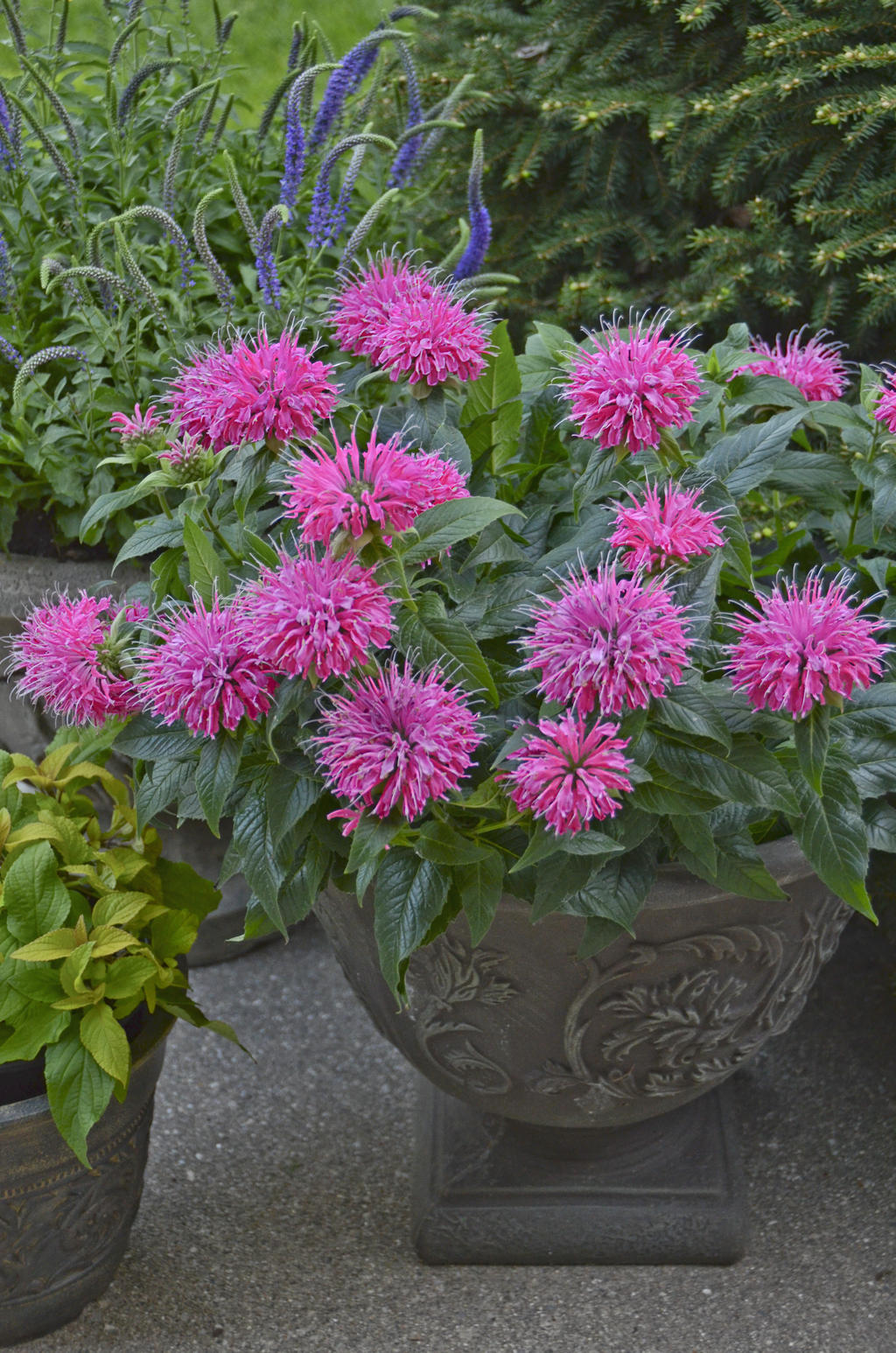 Pardon My Pink' Monarda