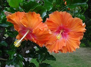 Hibiscus Double Lavender large flower tropical shrub hybrid PLANT free shipping 