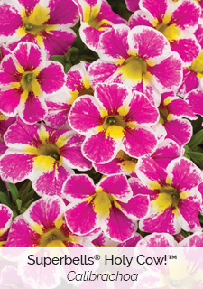 superbells-holy-cow-calibrachoa