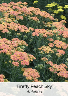 achillea-firefly-peach-sky