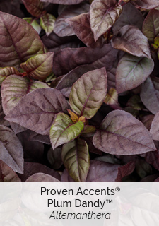 alternanthera-plum-dandy