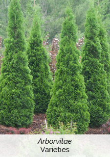 Arborvitae