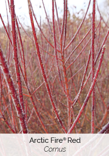Arctic Fire Red