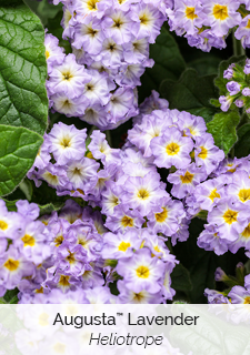 augusta-lavender