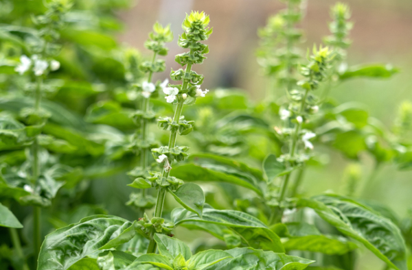 BASIL GARDEN