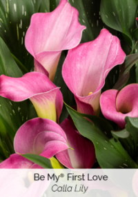Plant image 2