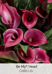 Plant image 3