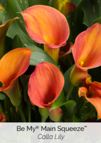 Plant image 4
