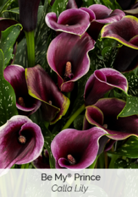 Plant image 5