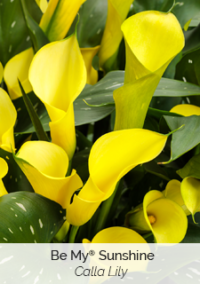 Plant image 1