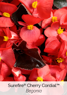 begonia-surefire-cherry-cordial
