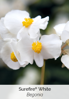 surefire-white-begonia