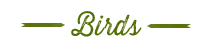 BIRD TITLE