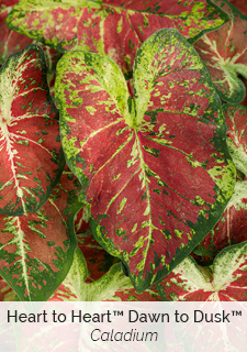 caladium-heart-to-heart-dawn-to-dusk