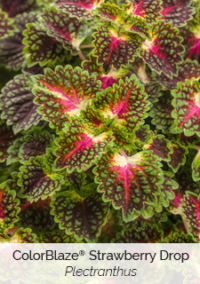 Colorblaze Strawberry Drop