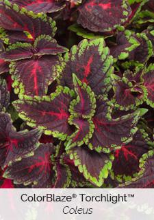 colorblaze-torchlight-plant