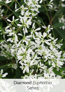 diamond-euphorbia