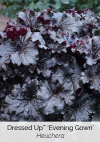 Plant image 5