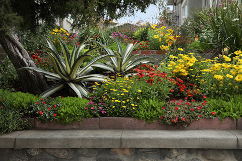 drought-tolerant-landscape