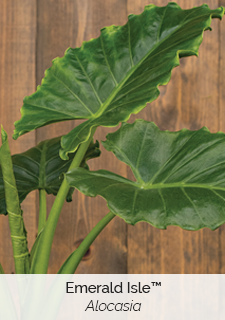 emerald-isle-alocasia