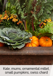 kale, mums, ornamental millet, small pumpkins