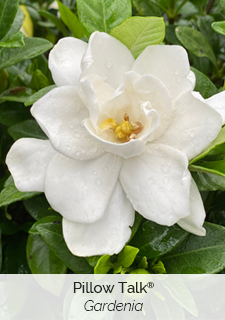 gardenia-pillow-talk