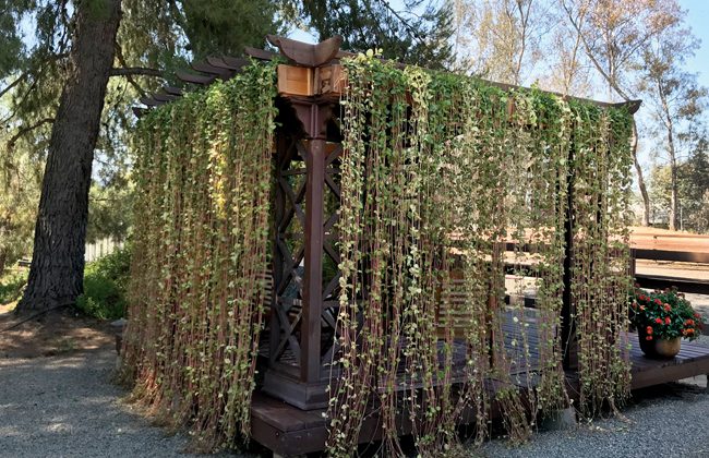 Patio with container plants
