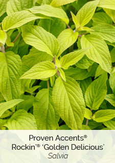 golden-delicious-salvia