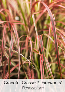 graceful-grasses-fireworks-plant