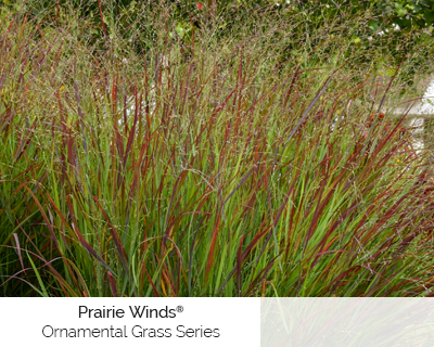 Prairie winds
