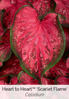 Plant image 4