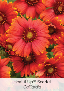 heat-it-up-scarlet-gaillardia