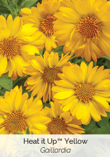 Lady godiva yellow
