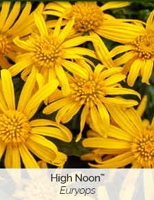 high-noon-euryops