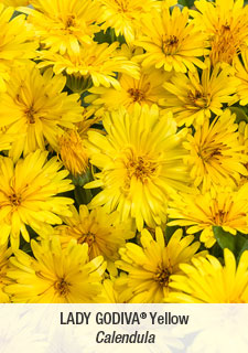 lady godiva yellow