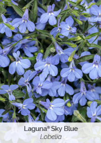 laguna-sky-blue-lobelia