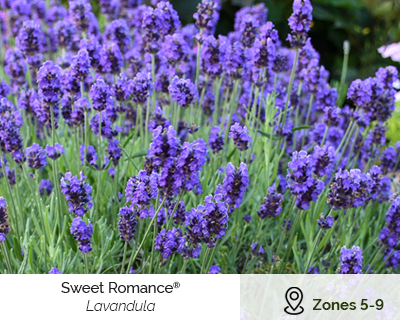 sweet romance