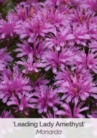 Plant image 1