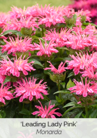 Plant image 2