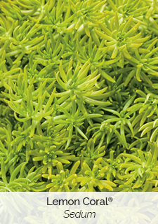 lemon-coral-sedum