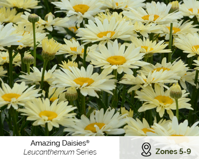 Amazing Daisy