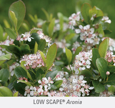 Low Scape