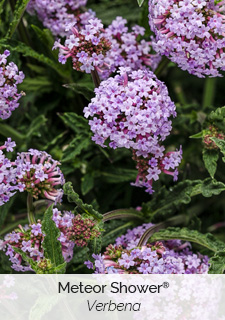meteor-shower-verbena