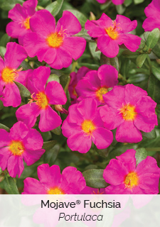 mojave-fuchsia-portulaca