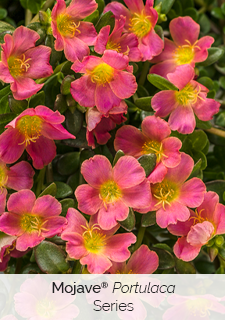 mojave-portulaca