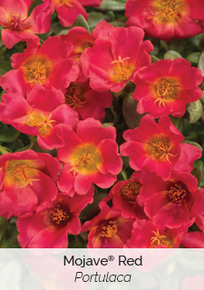 mojave-red-portulaca