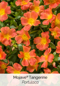 mojave-tangerine-portulaca