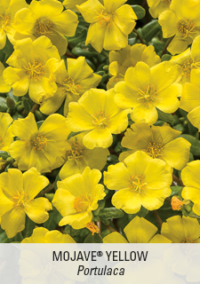 Mojave Yellow